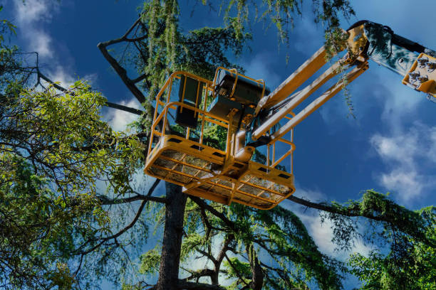 Sundown, TX Tree Services Company