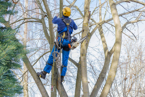 Best Leaf Removal  in Sundown, TX