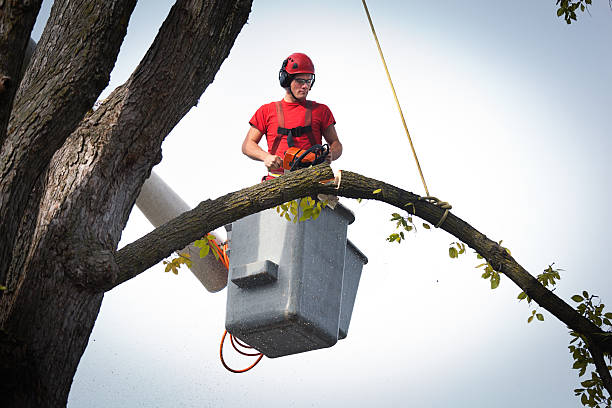 Best Storm Damage Tree Cleanup  in Sundown, TX