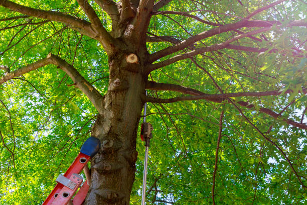 Best Tree Health Inspection  in Sundown, TX